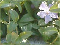 3月の花#9(2004年)