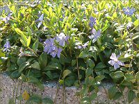 3月の花#9(2004年)