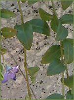 3月の花#9(2004年)