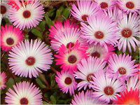 rOXgf[W[(Livingstone daisy)