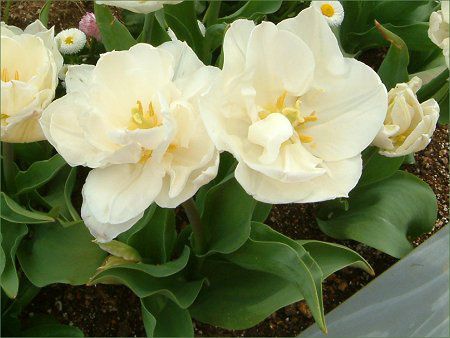 チューリップ Tulip かぎけんweb チューリップ Tulip かぎけんweb