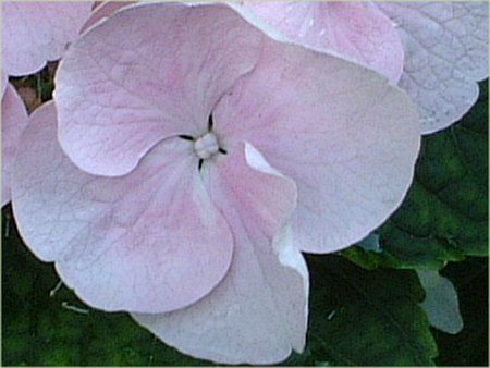 紫陽花図 No14 紫陽花 Hydrangeaー神坂雪佳 木版画 Sekka KAMISAKA World