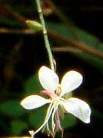 KE(Gaura)