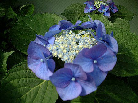アジサイ(紫陽花)【かぎけんWEB】