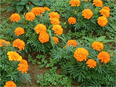 マリーゴールド Marigold かぎけんweb マリーゴールド Marigold かぎけんweb