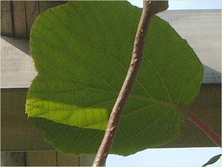 キウイ(Kiwi)【かぎけんWEB】