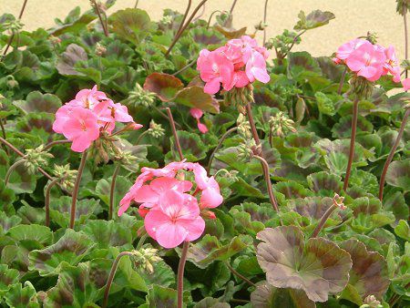 [jE(Geranium)