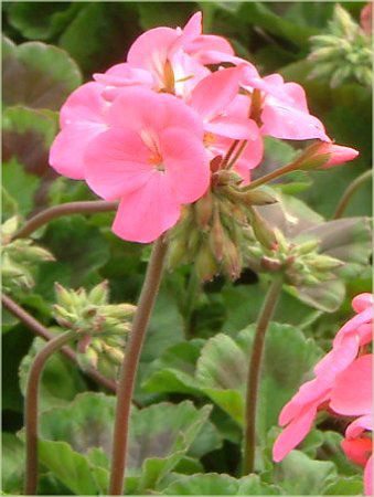 [jE(Geranium)