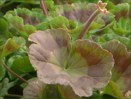 [jE(Geranium)