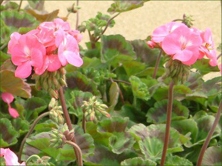 [jE(Geranium)