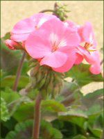 [jE(Geranium)