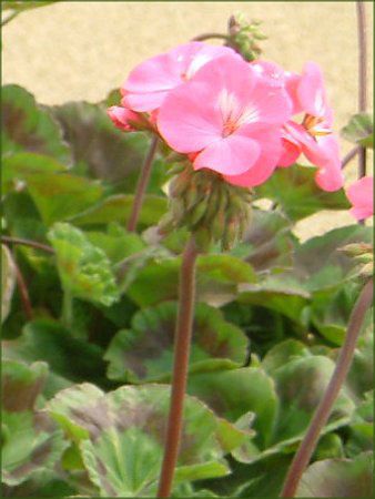 [jE(Geranium)