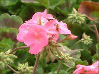 [jE(Geranium)