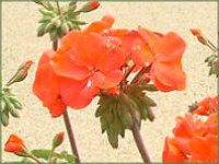 [jE(Geranium)