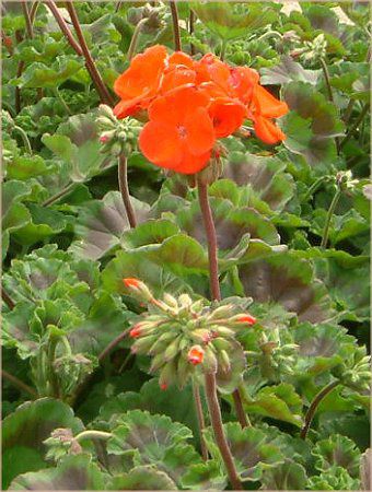 [jE(Geranium)