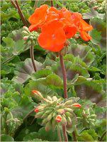 [jE(Geranium)