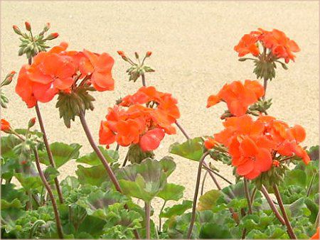 [jE(Geranium)