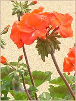 [jE(Geranium)