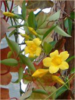 A}_(Allamanda)