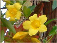 A}_(Allamanda)