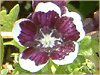 ltBEW[W[ 'yj[ubN'(Nemophila menziesii 'Peny black')