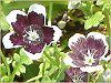 ltBEW[W[ 'yj[ubN'(Nemophila menziesii 'Peny black')