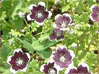 ネモフィラン・メンジージー 'ペニーブラック'(Nemophila menziesii 'Peny black')
