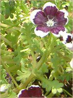 ネモフィラン・メンジージー 'ペニーブラック'(Nemophila menziesii 'Peny black')