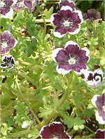 ネモフィラン・メンジージー 'ペニーブラック'(Nemophila menziesii 'Peny black')