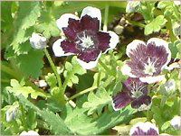 ネモフィラン・メンジージー 'ペニーブラック'(Nemophila menziesii 'Peny black')