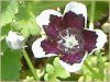 ltBEW[W[ 'yj[ubN'(Nemophila menziesii 'Peny black')