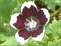 ネモフィラン・メンジージー 'ペニーブラック'(Nemophila menziesii 'Peny black')