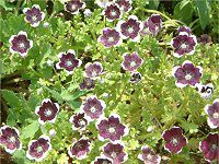 ネモフィラン・メンジージー 'ペニーブラック'(Nemophila menziesii 'Peny black')