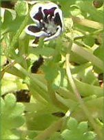 ネモフィラン・メンジージー 'ペニーブラック'(Nemophila menziesii 'Peny black')