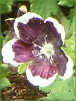 ネモフィラン・メンジージー 'ペニーブラック'(Nemophila menziesii 'Peny black')
