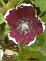 ネモフィラン・メンジージー 'ペニーブラック'(Nemophila menziesii 'Peny black')