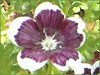 ltBEW[W[ 'yj[ubN'(Nemophila menziesii 'Peny black')