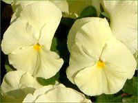 lΉԔ2004#5 rI(Viola)