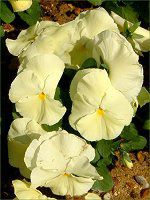 lΉԔ2004#5 rI(Viola)