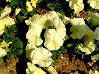 lΉԔ2004#5 rI(Viola)