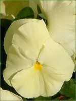 lΉԔ2004#5 rI(Viola)