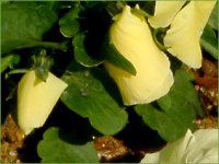 lΉԔ2004#5 rI(Viola)