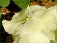 lΉԔ2004#5 rI(Viola)