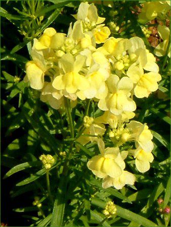 iA(Linaria)