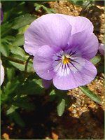 lΉԔ2004#5 rI(Viola)