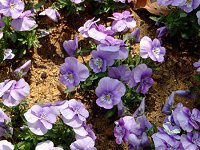 lΉԔ2004#5 rI(Viola)