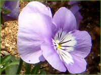 lΉԔ2004#5 rI(Viola)