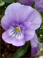 lΉԔ2004#5 rI(Viola)