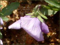 lΉԔ2004#5 rI(Viola)