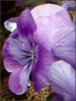 lΉԔ2004#5 rI(Viola)